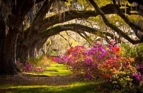 We all love petunias and this hybrid has been bred for more massive blooms. Charleston Sc Plantation Oak Trees Spanish Moss Azalea ...