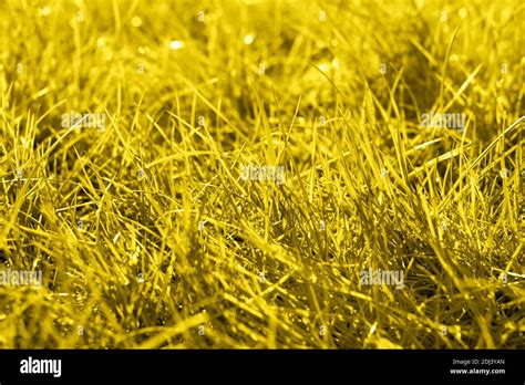 Grass Background Grass Field Toned In Illuminating Yellow Color Of The