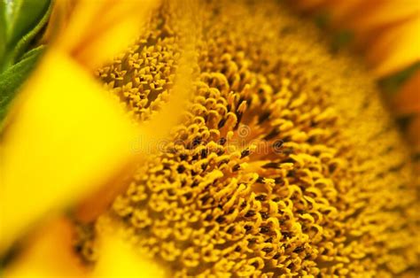 Beautiful Fresh Yellow Sunflower Macro Shooting Sunflower Blooming