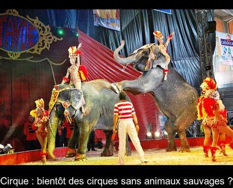 Cirque Bientôt Des Cirques Sans Animaux Sauvages