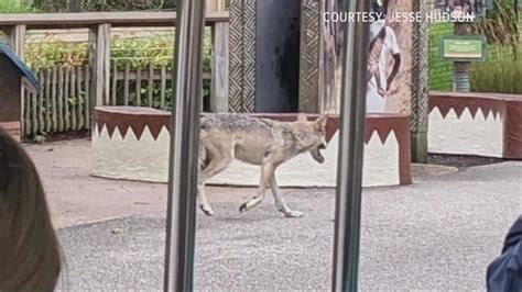 How A Wolf Escaped Its Enclosure At Cleveland Metroparks Zoo