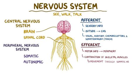 Human Central Nervous System Diagram Nervous System Explore The
