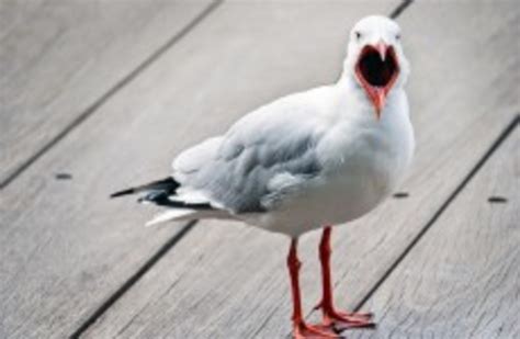 The Uk Wants To Take On Aggressive Seagulls · Thejournalie