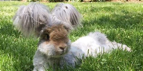 Wally The Angora Bunny Is Your Ultimate Summer Hairspiration The