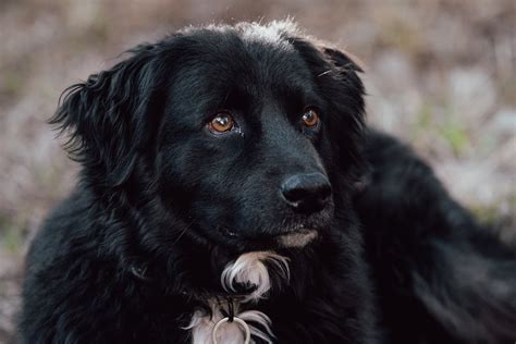 Borador Labrador Border Collie Mix Designerhund Mit Tollem Charakter