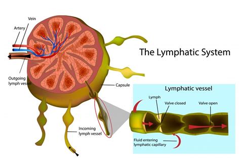 Lymph Vs Blood Difference Between Blood And Lymph