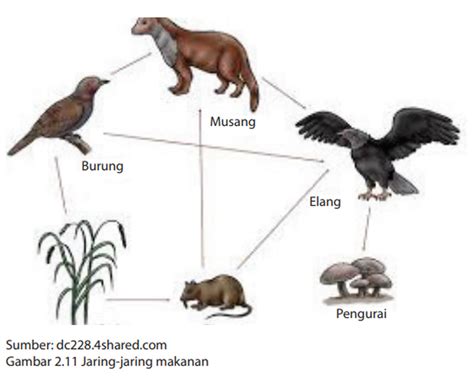 Gambar Rantai Makanan Pengertian Rantai Makanan Dan Jaring Jaring