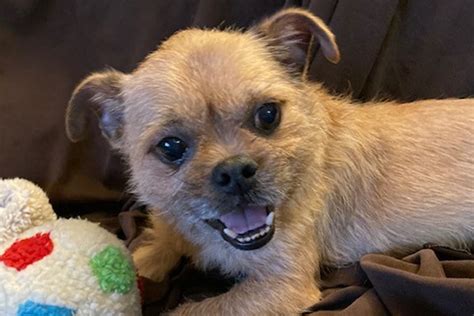 Meet Kyle A 3 Year Old Pugbrussels Griffon Mix Morris Focus