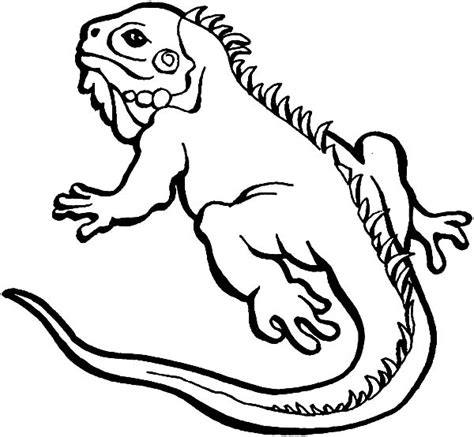 Alpha Male Iguana Lizard Coloring Pages Download And Print Online