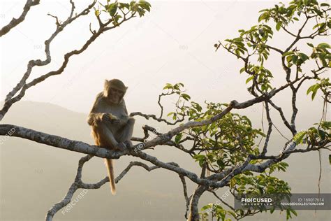 Monkey Sitting In Tree — Front View Trees Stock Photo 169017614