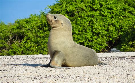 Baby Sea Lion In Galapagos Islands