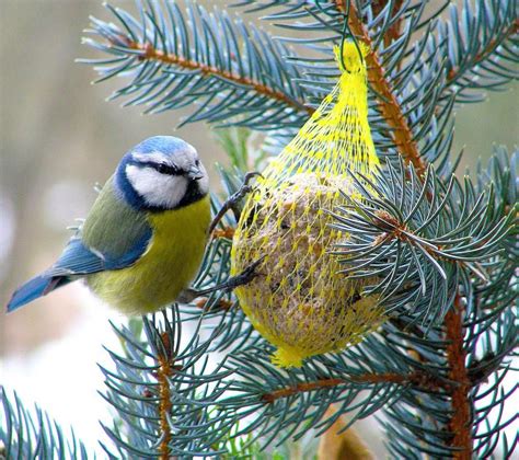 Mit diesem buch lernt man viel über 12 verschiedene vogelarten, mit vielen fotos und spannenden sachinformationen. Experte rät: Vögel im Garten ganzjährig füttern in 2020 ...