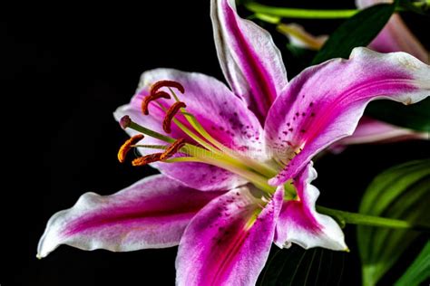 Stargazer Lily On Black Background Stock Image Image Of Bloom Plants