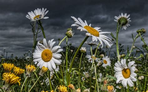 Field Of Daisies Wallpapers 4k Hd Field Of Daisies Backgrounds On