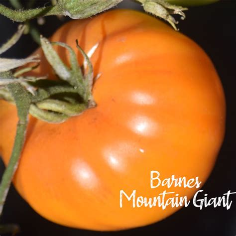 Tomato Barnes Mountain Giant Seedfreaks Sow The Change You Want