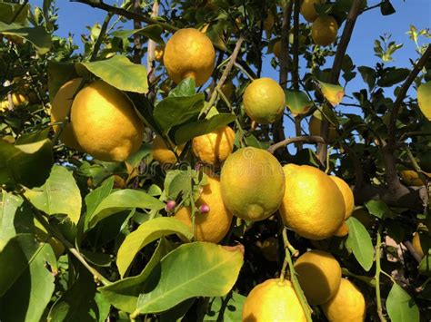 Lemons On A Tree In Arizona Stock Photo Image Of Tree Citron 110701278