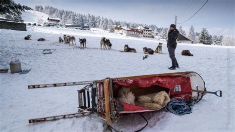 Le prix pour lequel ils concourent, lui, est comparable à celui des courses les plus prestigieuses au monde. Chien De Traineaux Schnepfenried / Faire du ski nautique avec des chiens de traineaux ...