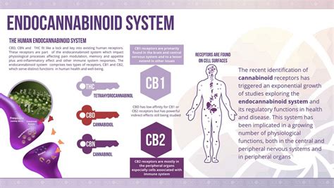 What Is The Endocannabinoid System Ecs Cbd Hemp Oil Facts