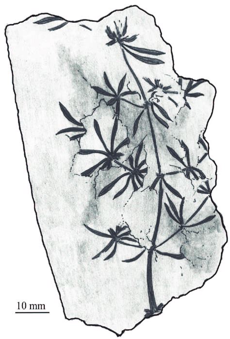 Annularia Radiata The Best Preserved Specimen Which Was Drew By The