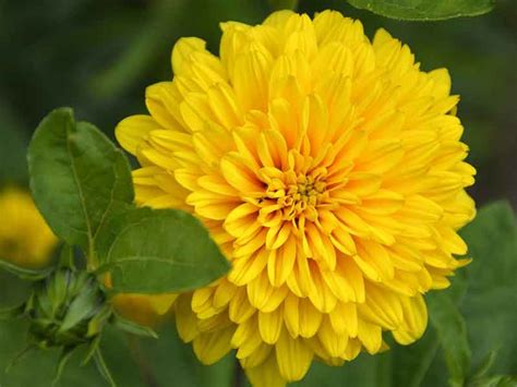 7 Bunga Berwarna Kuning Dilengkapi Makna Dan Gambarnya