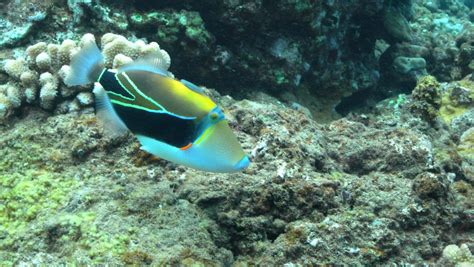 Hawaii State Fish Humuhumunukunukuapua A Gary Spivack