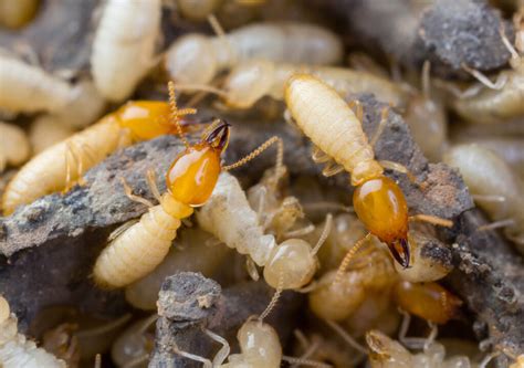 Four Signs That You Have An American Cockroach Infestation Drive Bye Pest Exterminators