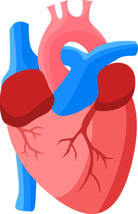 Heart Anatomy Human Free Vector Graphic On Pixabay