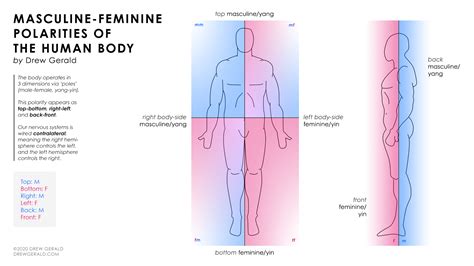Male And Female Body Diagram