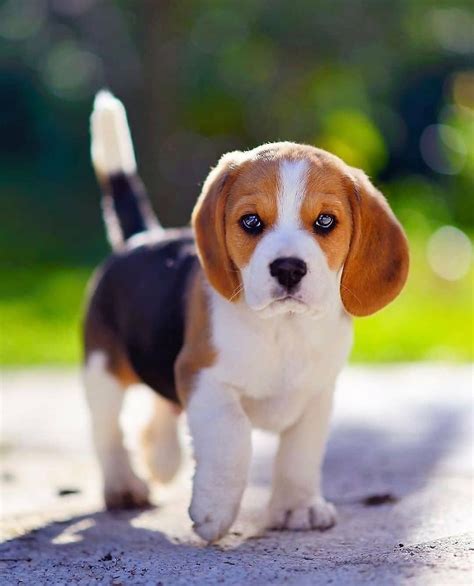 Beagle Puppy Hawaii Beagle Puppy
