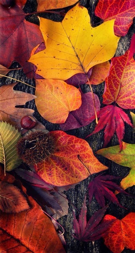 Pin By Kristin Gjerset On I Love Fall Autumn Phone Wallpaper Iphone