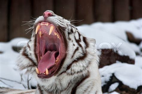 A White Bengal Tiger Shows Dentist His Teeth Stock Photo Colourbox
