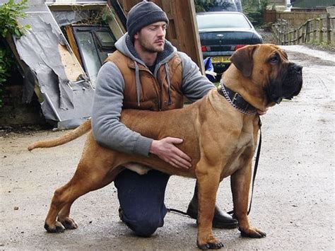 The Boerboel Burbul Also Known As The South African Mastiff Is A Large