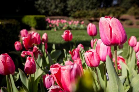Pretty In Pink Tulips In An Estate Garden Pink Tulips Bloom Estate