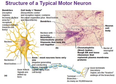 neurons   nervous system