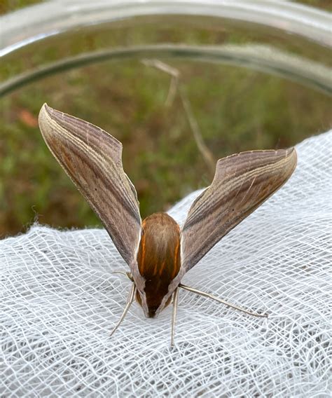 Tersa Sphinx Moth Emerged From Pupa Front Head View On February 19
