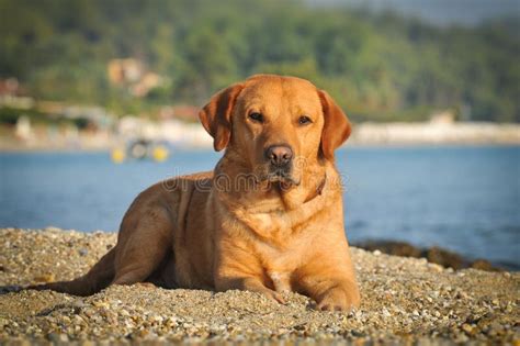 Golden Labrador Stock Photo Image Of Puppy Looking 26913320
