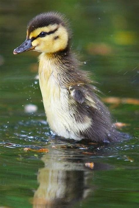 60 Cute Baby Duck Pictures To Make You Say A