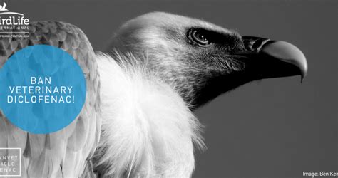 Diclofenac Is Threatening Europes Vultures Help Us Ban It Birdlife