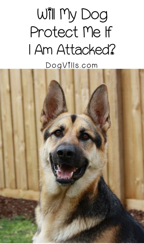 This is probably the most common idea to prevent your dog from biting your sofa legs. Will My Dog Protect Me If I Am Attacked? - DogVills