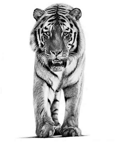 How To Sketch A Tiger Peepsburgh Com