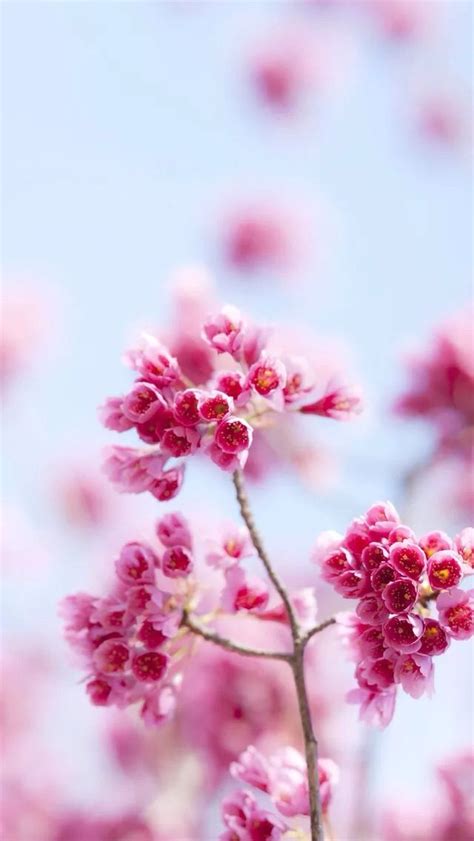 Find the best hd wallpaper pink flowers on getwallpapers. Pin by Nomad's Dwellings on Enchanted Gardens | Flower ...