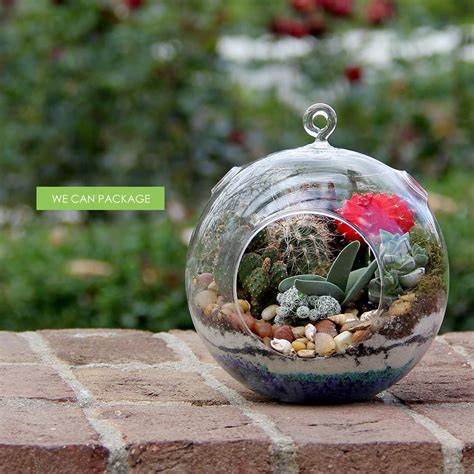 Cacti are a type of plant called succulents. 9 Inches Glass Orbs for Creating Unique Terrariums