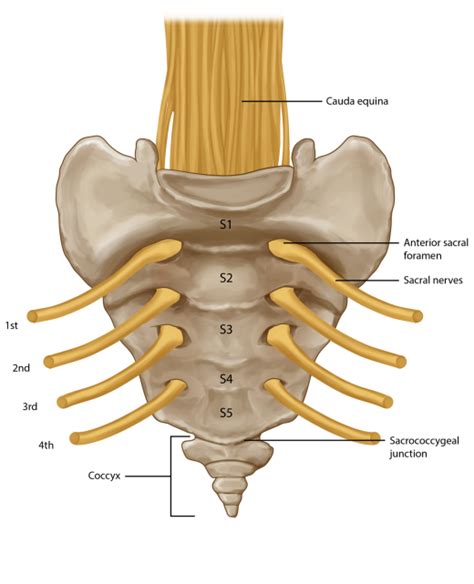 The Sacrum And Coccyx A Drawing With Nerves And Bone Labeled For Clearer