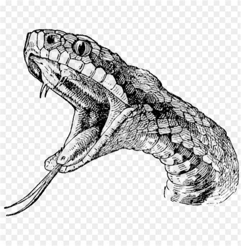 Snake Head Tattoo Drawings Realistic Snake Drawi Png Image With