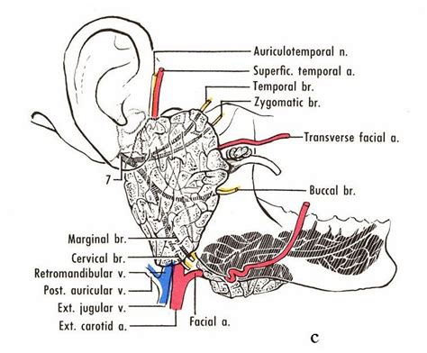 Anatomy Of Parotid Gland Am Medicine Parotid Gland Medical Anatomy