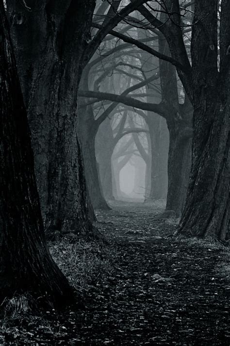 Black And White Creepy Trees Nature Forest Haunted Woods