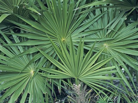 Maybe you would like to learn more about one of these? SAW PALMETTO - SERENOA repens - Southern Living