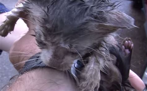 Kitten Rescued From Storm Drain Gets A New Lease On Life Video Kitten Rescue Kitten Rescue