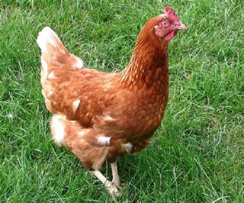 Rhode Island Red Hens Lay A Lot Of Eggs Best Farm Animals