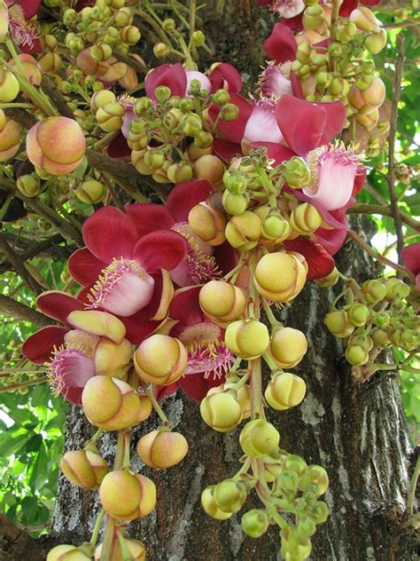 Maybe you would like to learn more about one of these? 192 best images about Beautiful Flowering Trees on ...